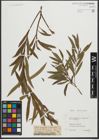Foto von Salix purpurea L. x Salix viminalis L.